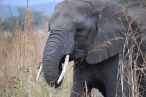 Elefant_nah